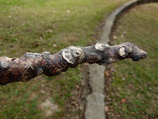 {Gymnocladus dioicus}